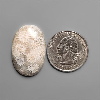 Fossil Coral Cabochon