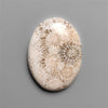 Fossil Coral Cabochon