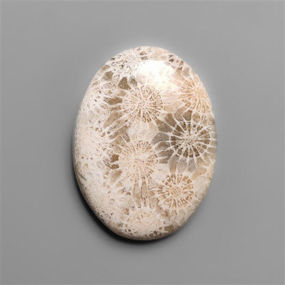 Fossil Coral Cabochon