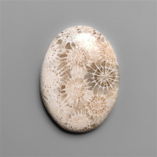Fossil Coral Cabochon