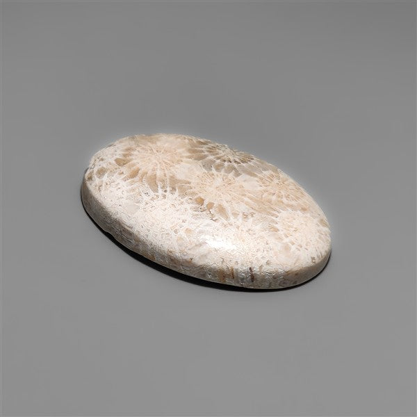 Fossil Coral Cabochon