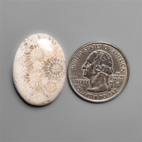 Fossil Coral Cabochon