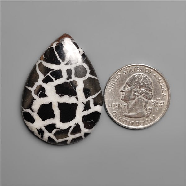 Black Septarian Fossil Cabochon