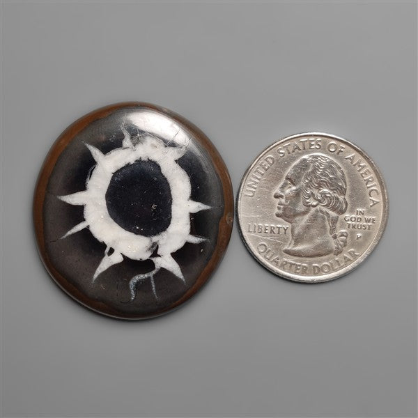 Black Septarian Fossil Cabochon