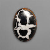 Black Septarian Fossil Cabochon