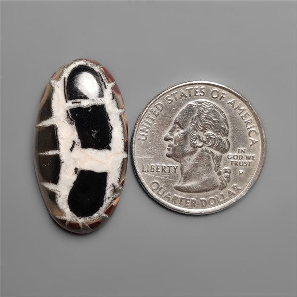 Black Septarian Fossil Cabochon