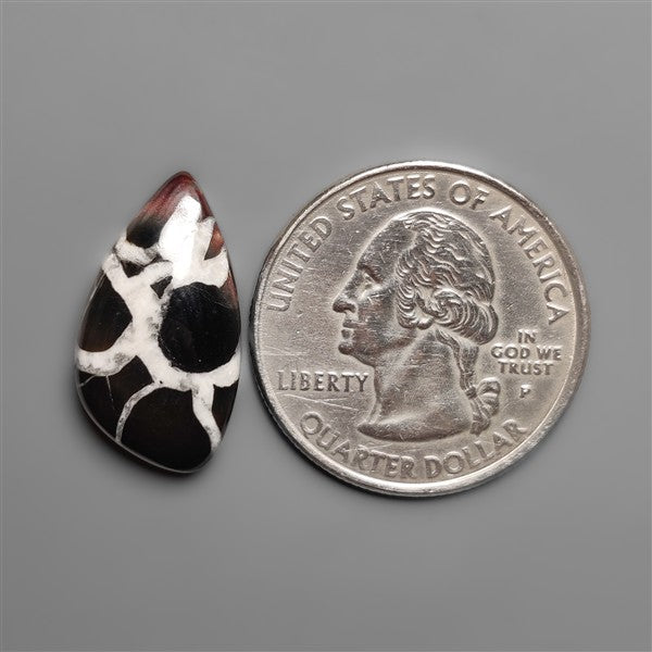 Black Septarian Fossil Cabochon