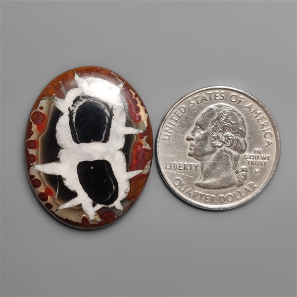 Black Septarian Fossil Cabochon