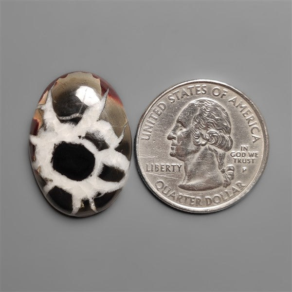 Black Septarian Fossil Cabochon