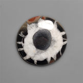 Black Septarian Fossil Cabochon