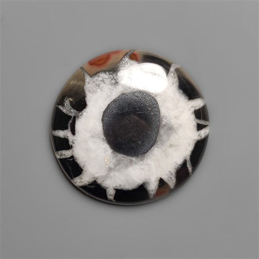 Black Septarian Fossil Cabochon