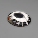 Black Septarian Fossil Cabochon
