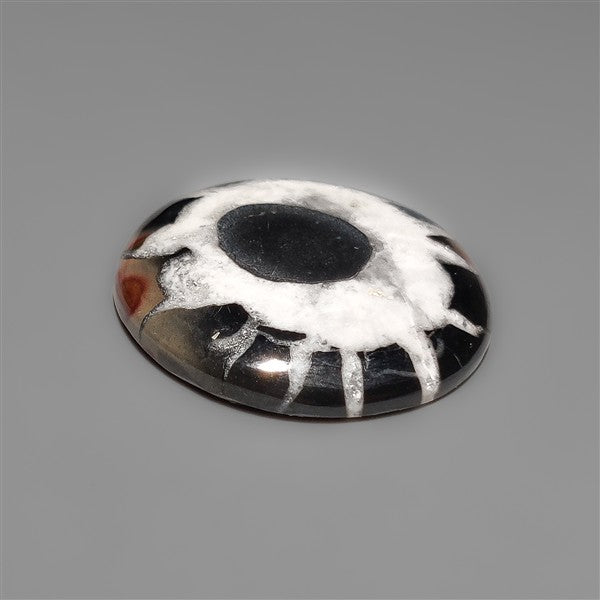 Black Septarian Fossil Cabochon