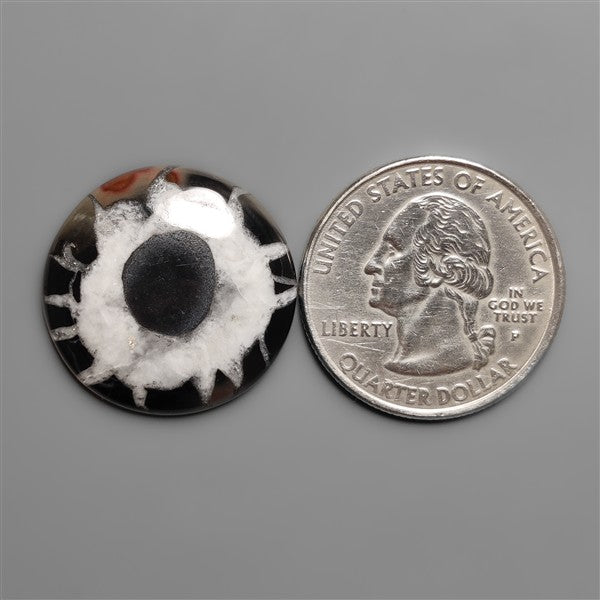 Black Septarian Fossil Cabochon
