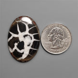 Black Septarian Fossil Cabochon