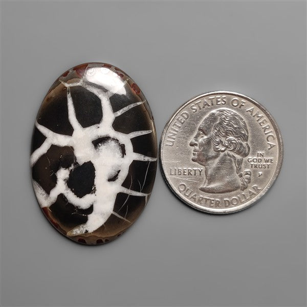 Black Septarian Fossil Cabochon