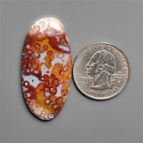 Petrified Red Tube Palm Root Cabochon