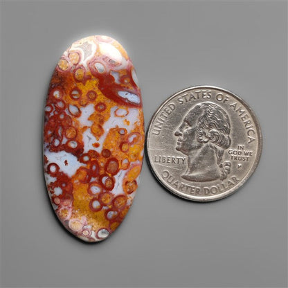 Petrified Red Tube Palm Root Cabochon