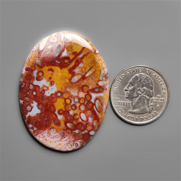 Petrified Red Tube Palm Root Cabochon