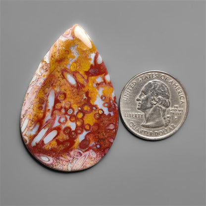 Petrified Red Tube Palm Root Cabochon