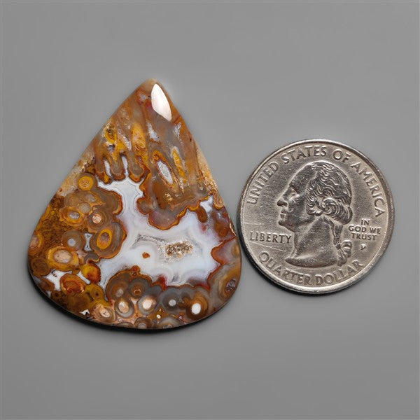 Petrified Red Tube Palm Root Cabochon