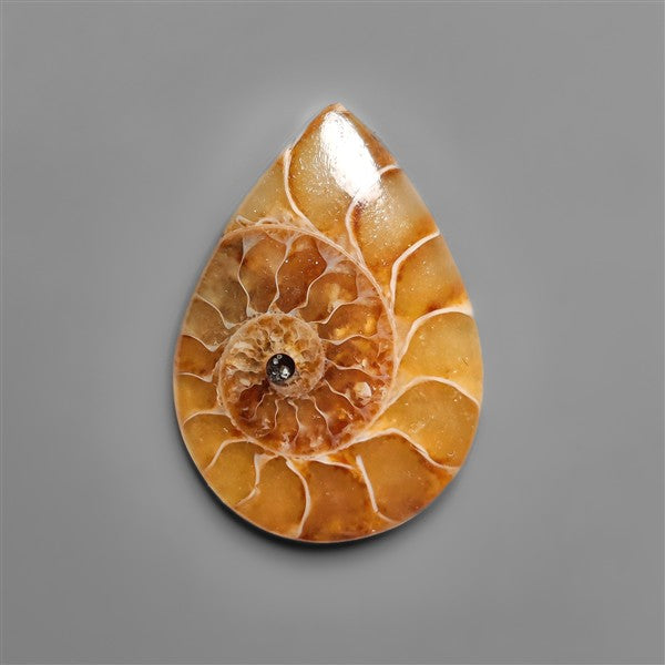 Ammonite Cabochon