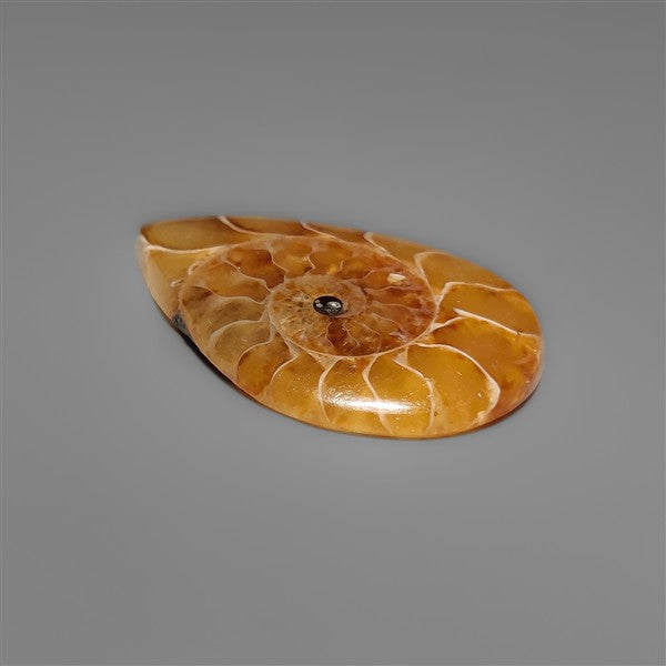 Ammonite Cabochon