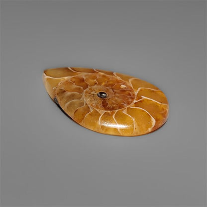 Ammonite Cabochon