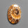 Ammonite Cabochon