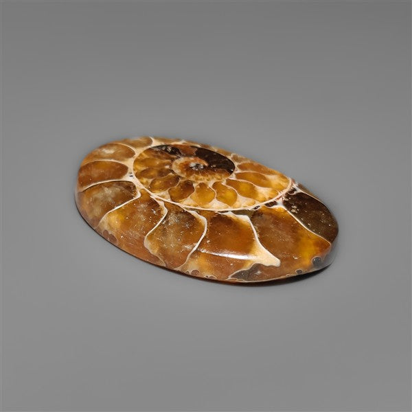 Ammonite Cabochon
