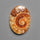 Ammonite Cabochon