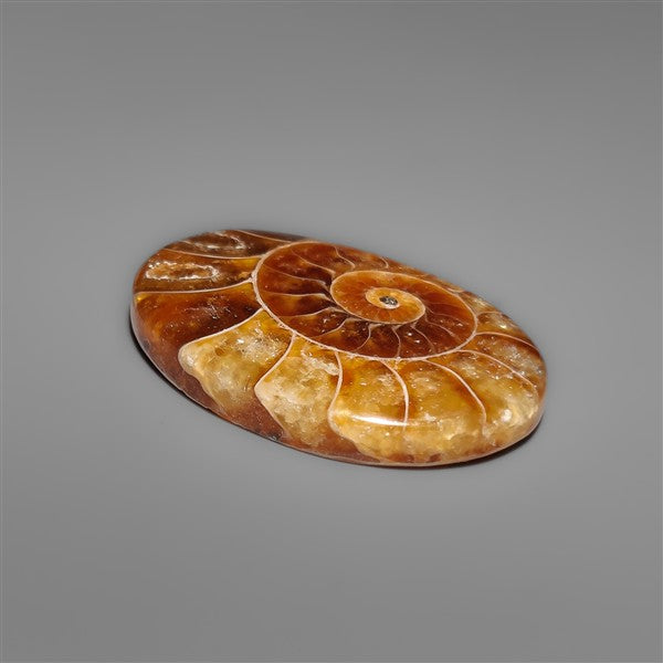 Ammonite Cabochon