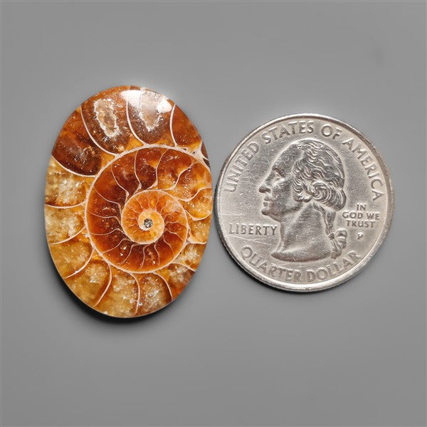 Ammonite Cabochon