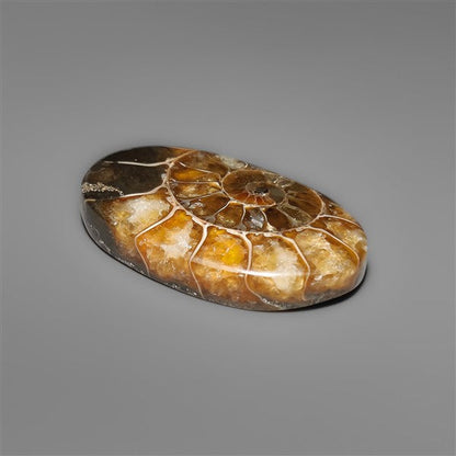 Ammonite Cabochon