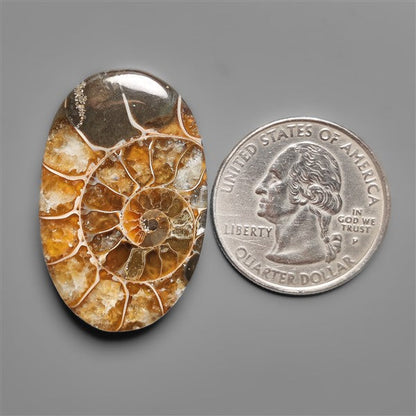 Ammonite Cabochon