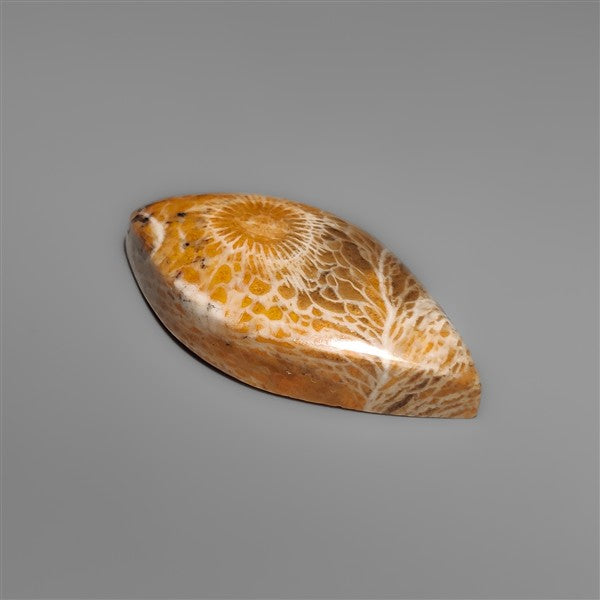 Moroccan Fossi Coral Cabochon