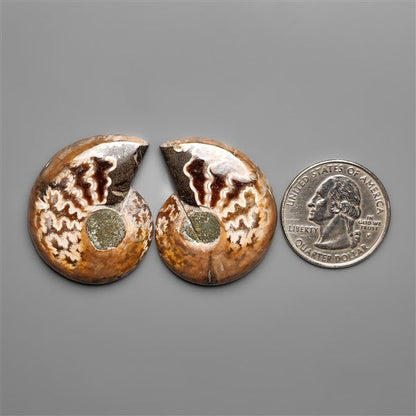 Ammonite Fossil Pair with Suture Pattern