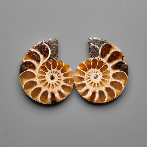 Ammonite Fossil Pair with Suture Pattern