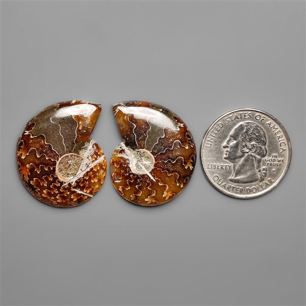 Ammonite Fossil Pair with Suture Pattern