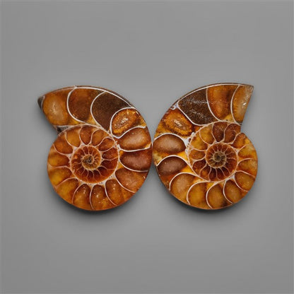 Ammonite Fossil Pair with Suture Pattern