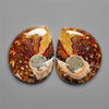 Ammonite Fossil Pair with Suture Pattern