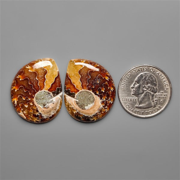 Ammonite Fossil Pair with Suture Pattern