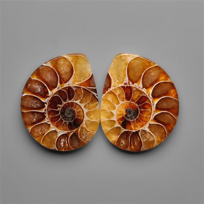 Ammonite Fossil Pair with Suture Pattern