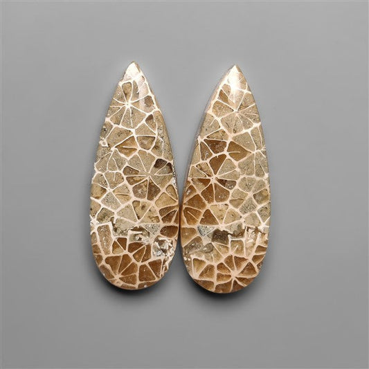 Spiderweb Coral Fossil Pair