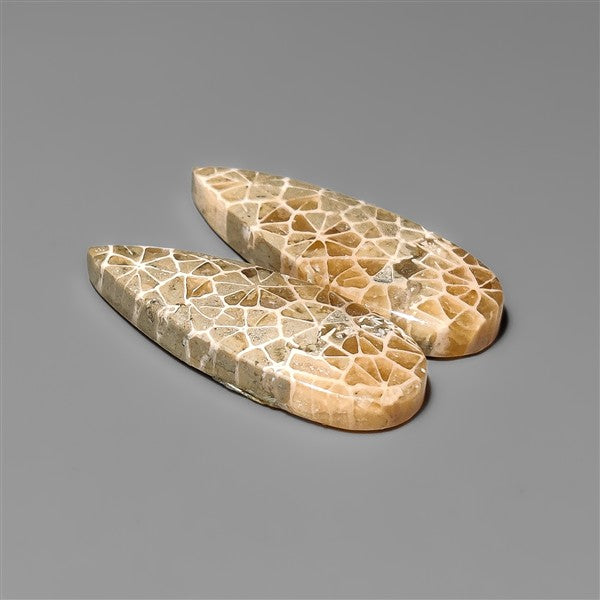 Spiderweb Coral Fossil Pair