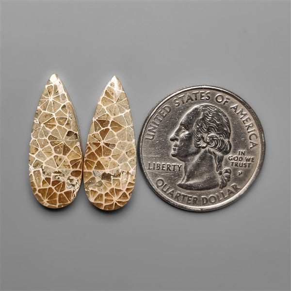 Spiderweb Coral Fossil Pair