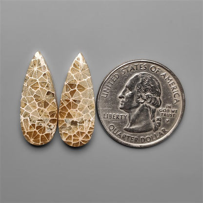 Spiderweb Coral Fossil Pair