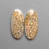 Spiderweb Coral Fossil Pair