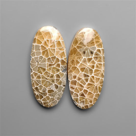 Spiderweb Coral Fossil Pair