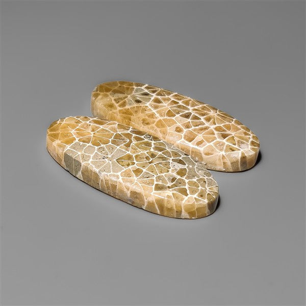 Spiderweb Coral Fossil Pair